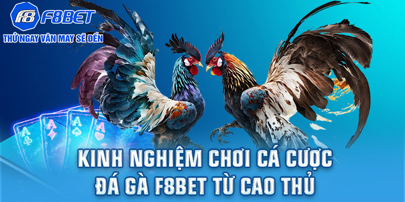 Kinh nghiệm chơi cá cược đá gà F8BET từ cao thủ